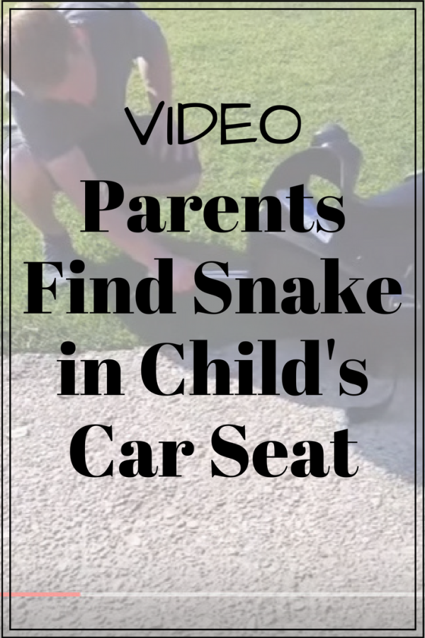 Parents find snake in child's car seat