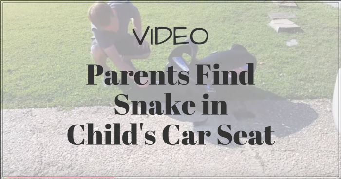 Parents find snake in child's car seat
